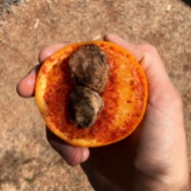 'Saladito' - orange with super salty , died plum in it....no bueno!