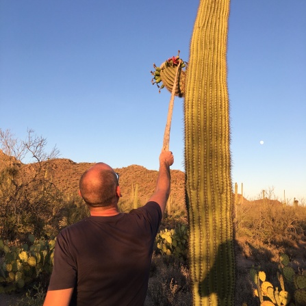 'Saguaro fruit picker'