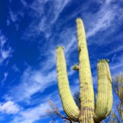 'Cacti and blue sky'