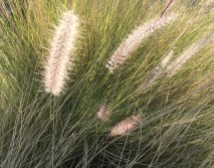 'Grass'